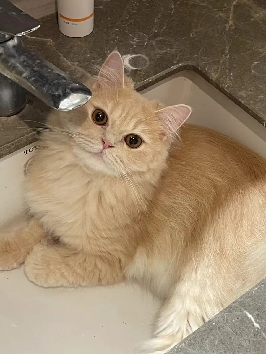 长毛小奶猫 Money 趴在洗手池里抬头看